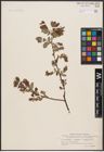 Foto von Salix aurita L. x Salix myrtilloides L. x Salix starkeana Willd.
